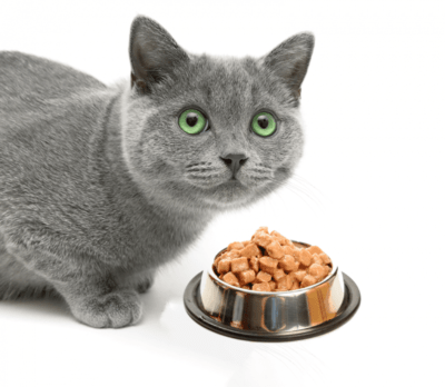 improving efficiency in pet food processing