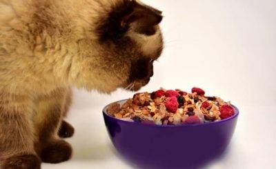 pet food manufacturing improving efficiency 