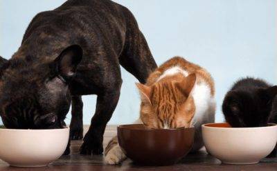 pets eating food. Pet humanisation 