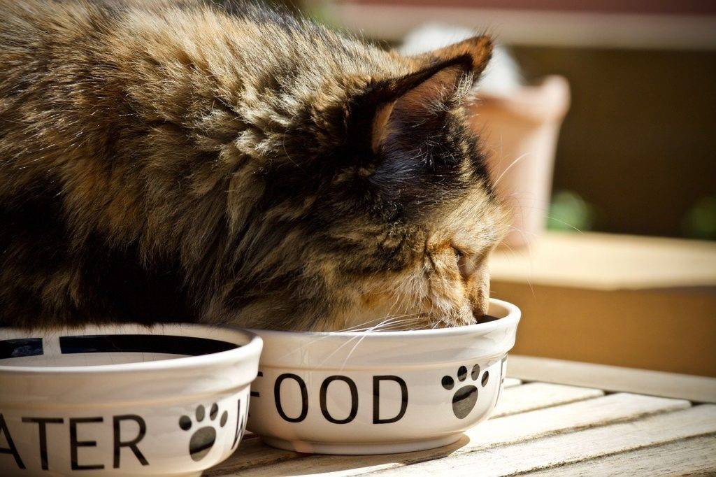 sustainability in pet food