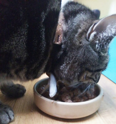 cat eating food cat eating food