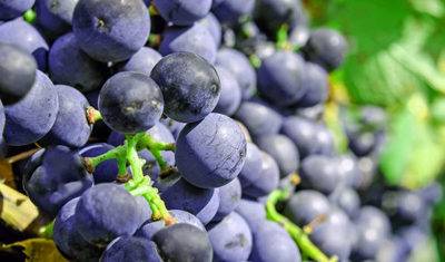 benefits of pigging for wine processing