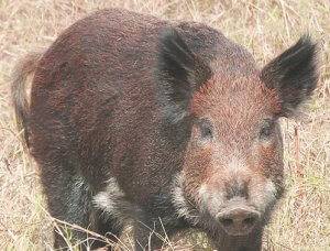 wild pig