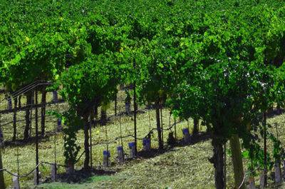 wineries and water conservation