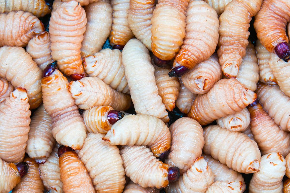 edible insects future of food