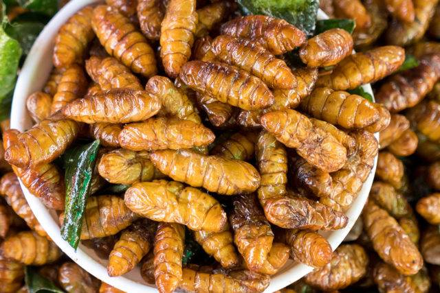 the future of food edible insects