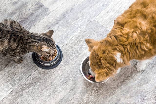 raw material price inflation pet food