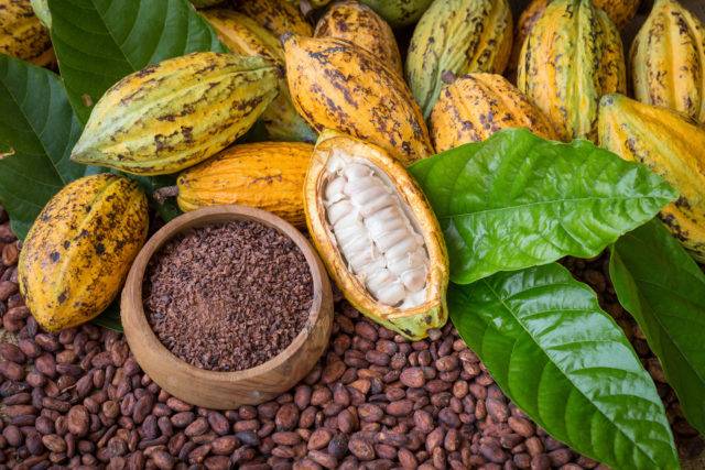 cocoa beans and nibs
