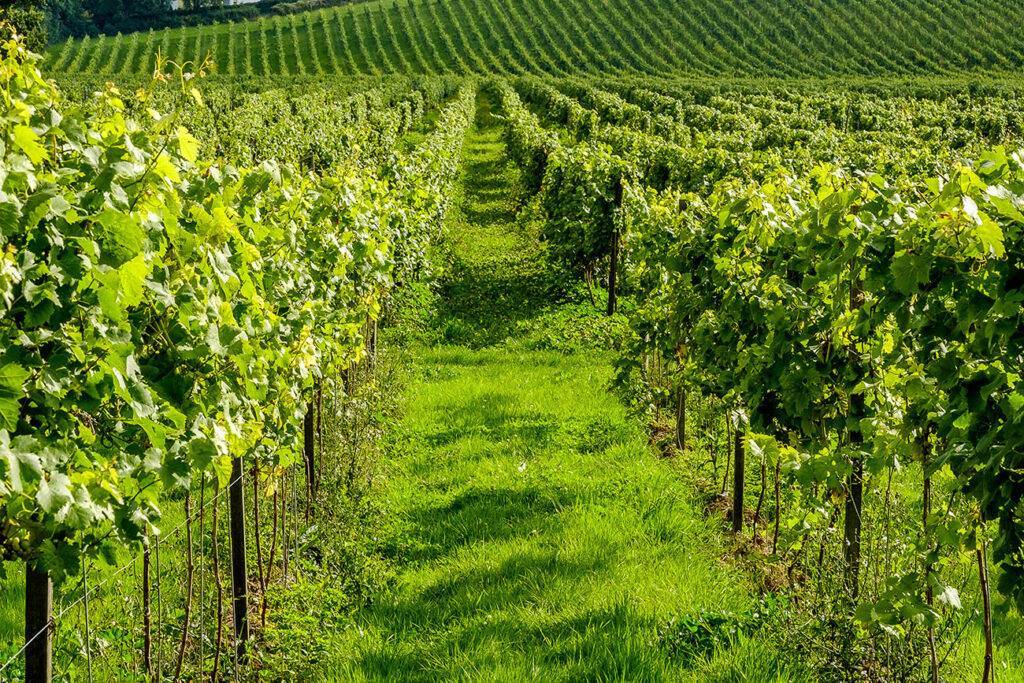 British wineries seeing rapid growth British wineries seeing rapid growth